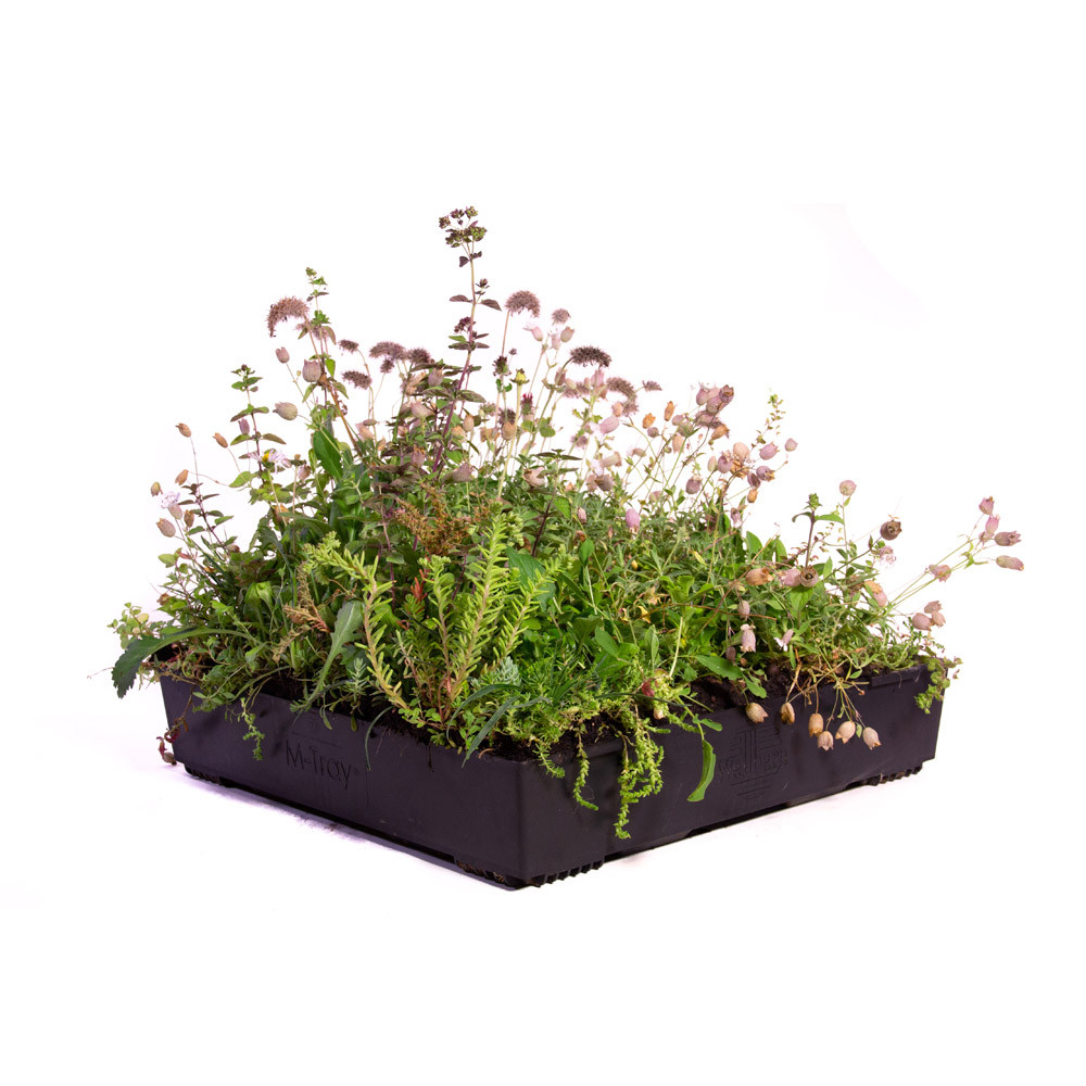 Wallbarn M-Tray Modular Sedum Wildflower Green Roof - 500mm x 500mm x 100mm