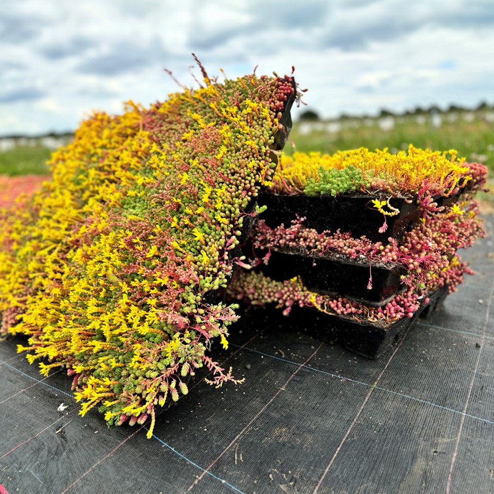 sky_garden_sedum_modular_single_tray_secondary