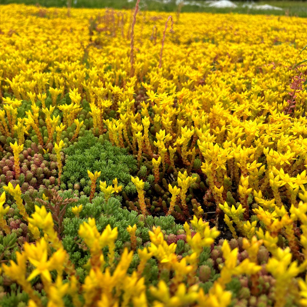 sky_garden_sedum_modular_single_tray_secondary_2