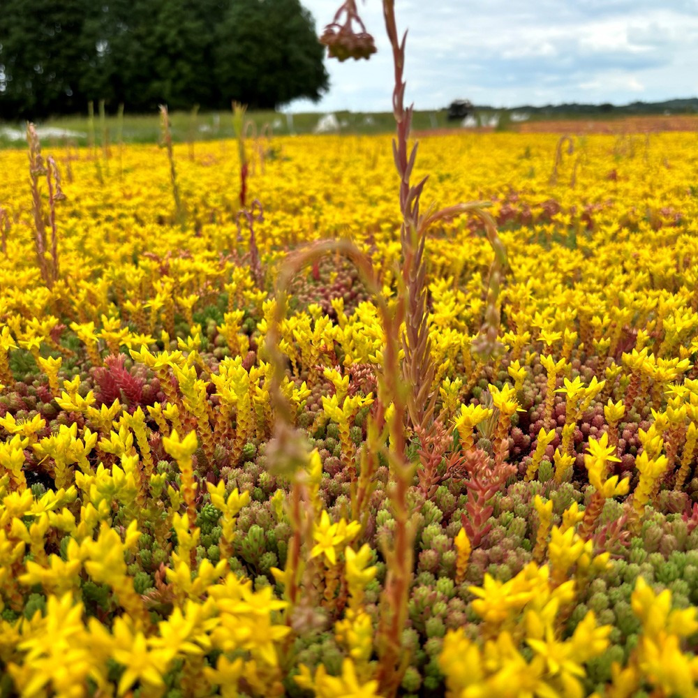 sky_garden_sedum_modular_single_tray_secondary_3