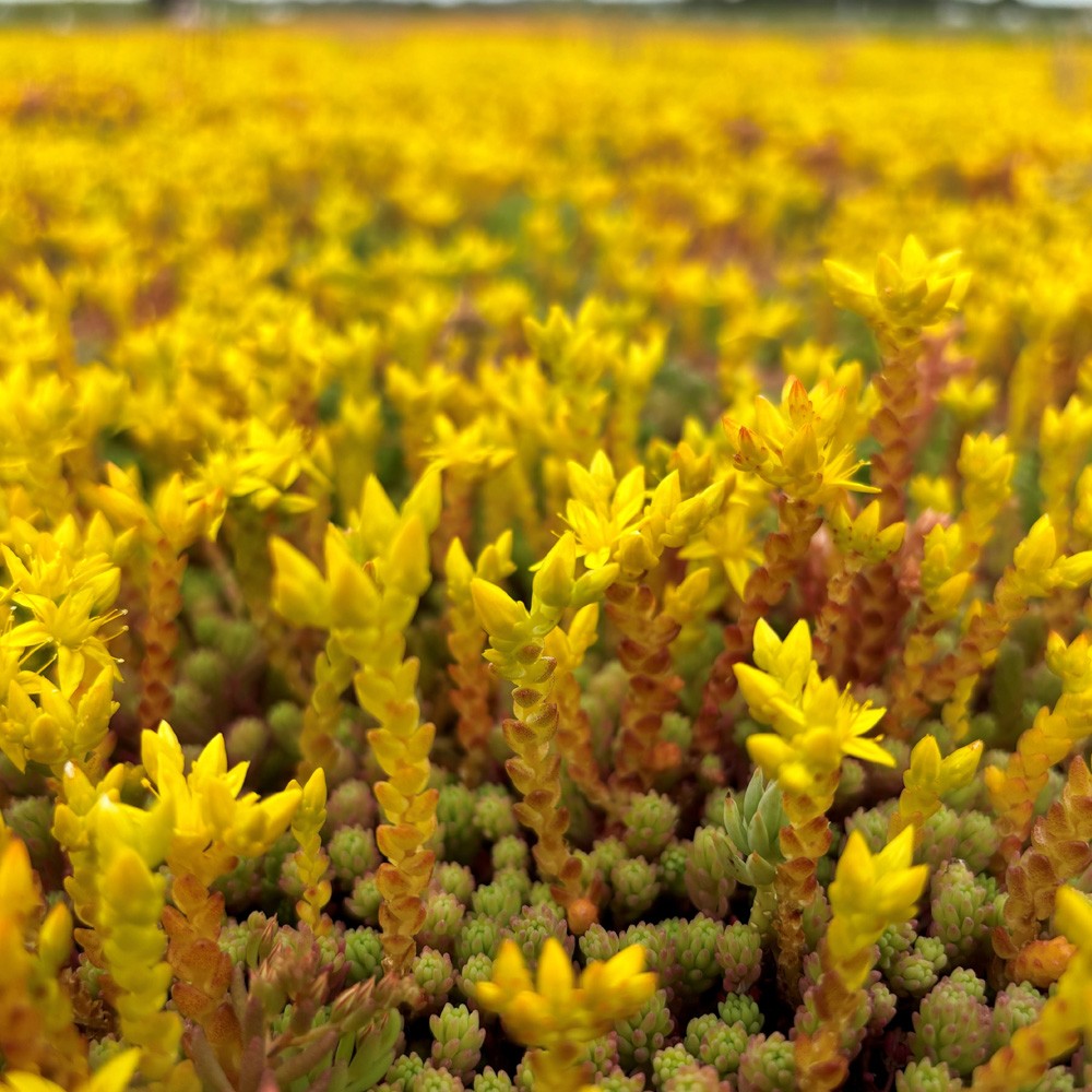 sky_garden_sedum_modular_single_tray_secondary_4