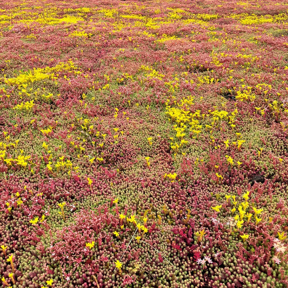 sky_garden_sedum_modular_single_tray_secondary_5