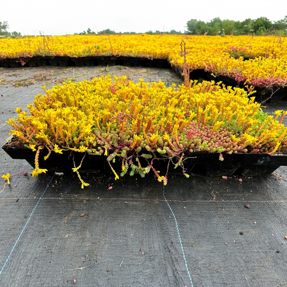 sky_garden_sedum_modular_single_tray_secondary_6