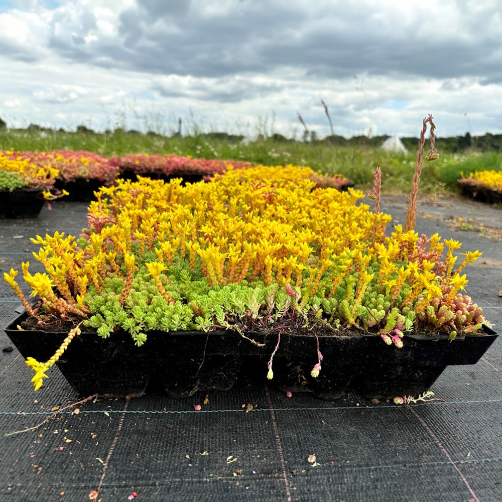 sky_garden_sedum_modular_single_tray_secondary_7