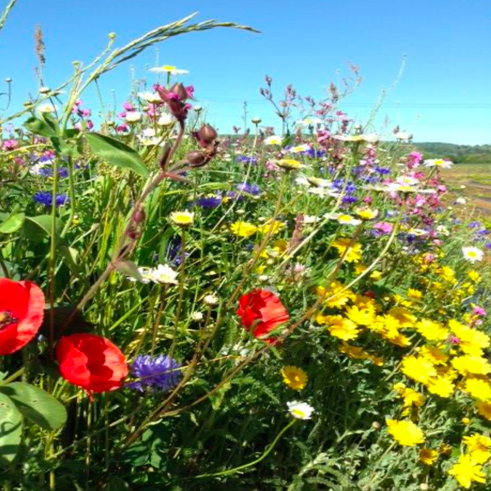 sky_garden_wildflower_green_roof_secondary_2
