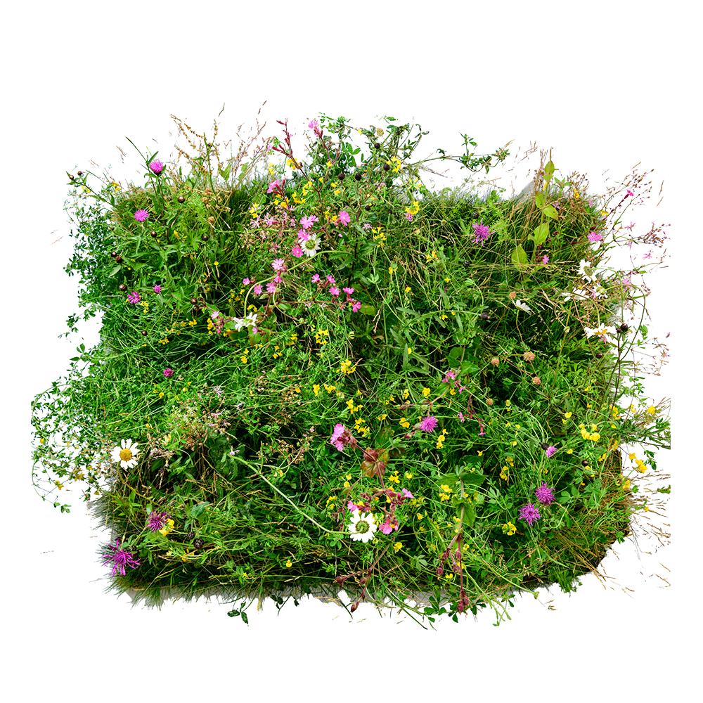 Wildflower Turf Garden Roof Turf