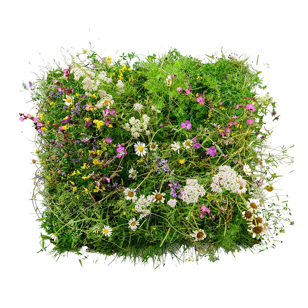 Wildflower Turf Landscape 34 Turf