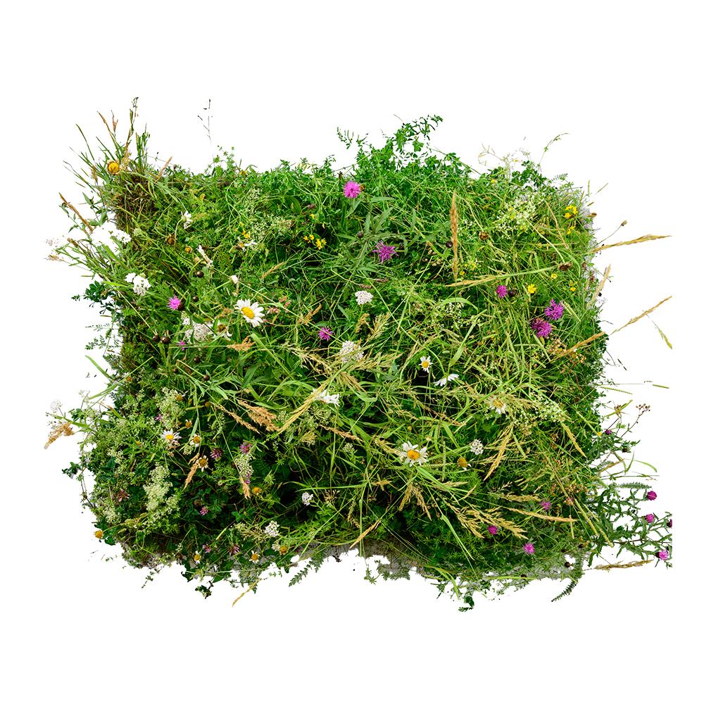 Wildflower Turf Shade Tolerant Turf