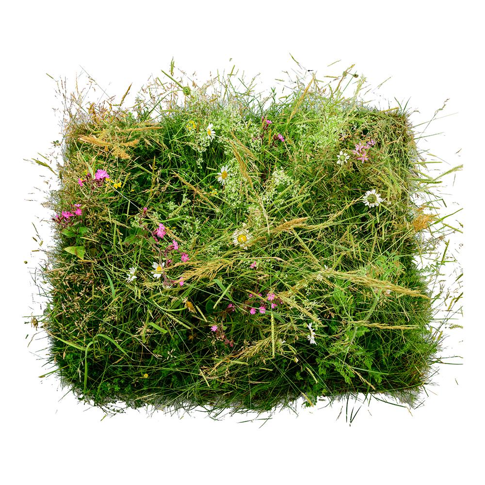 Wildflower Turf SuDS Turf