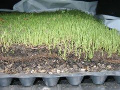 Lightweight Substrate Per m3 (1m3 Bag) Roofing Superstore®