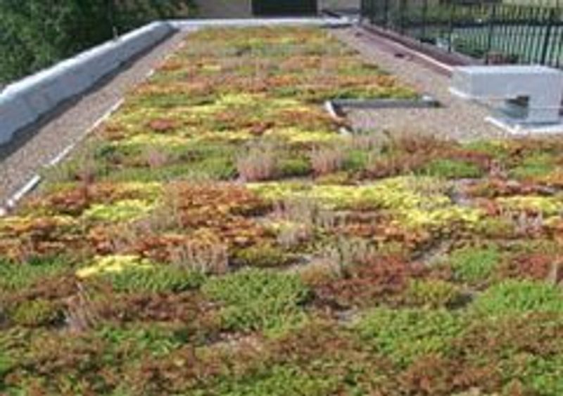 Green Roof Sedum / Wildflower Blanket Component Kit (70mm Substrate