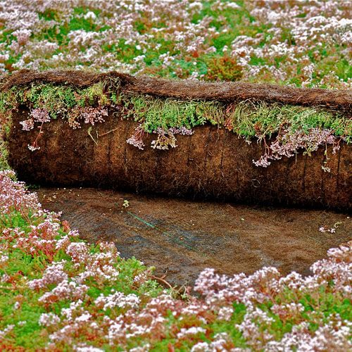 Sedum Blanket Rolls (Price per m2)