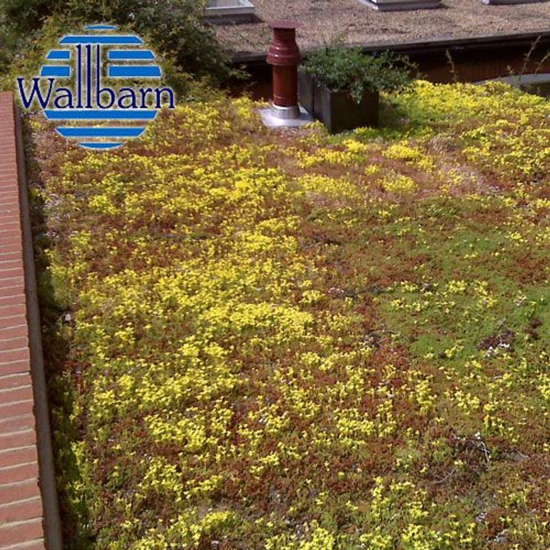 Wallbarn Sedum Green Roof Blankets 2m x 1m Rolls Drainage Superstore®